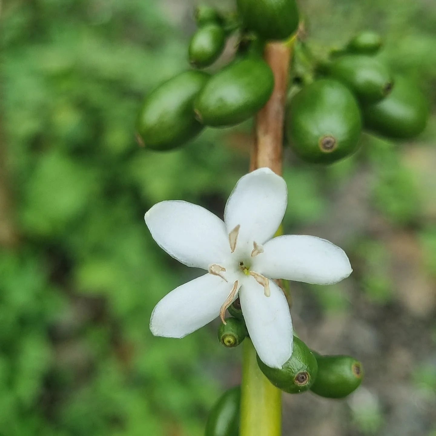 Edwin Herrera Ocampo's SL9 - Peru