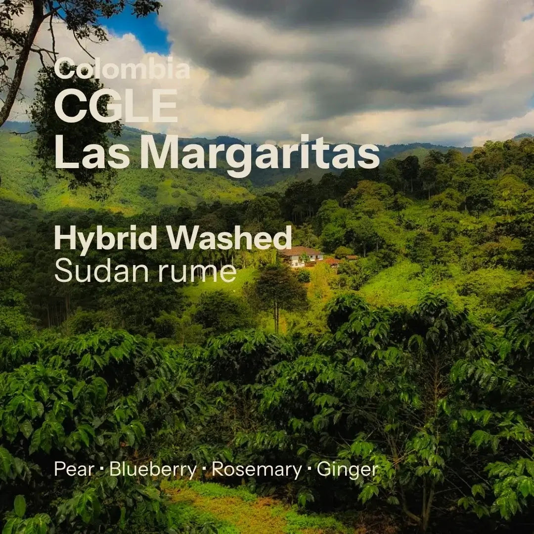 Las Margaritas - Cafe Granja La Esperanza - Hybrid Washed Sudan Rume - Colombia